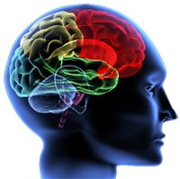 Nervo trigêmeo sinaliza infecções bucais para o cérebro