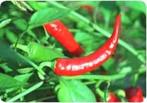 Experiência norte-americana mostra que substância presente na pimenta é capaz de gerar efeito anestésico sem perdas de movimento 