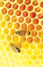 Própolis auxilia no combate às cáries