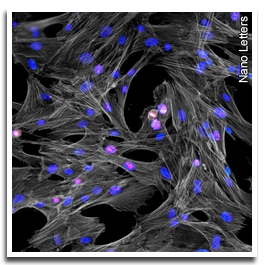 Pesquisas da FORP em biocompatibilidade de materiais avaliam estímulo à regeneração óssea