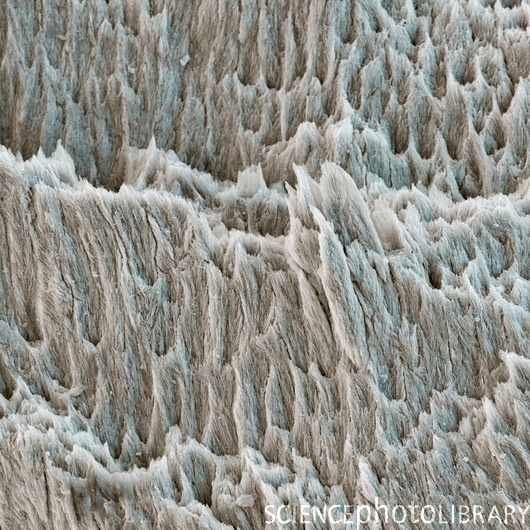 Cientistas estudam as forças dos dentes