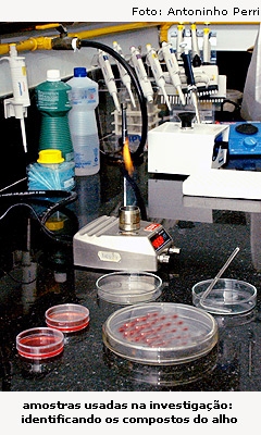 Tese revela que espécies de alho têm atividade semelhante à de antibióticos