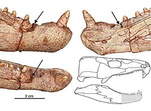 Réptil é prova de que cárie existe há 275 milhões de anos 