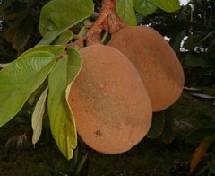 Extrato da semente do cupuaçu pode inibir ou diminuir a cárie