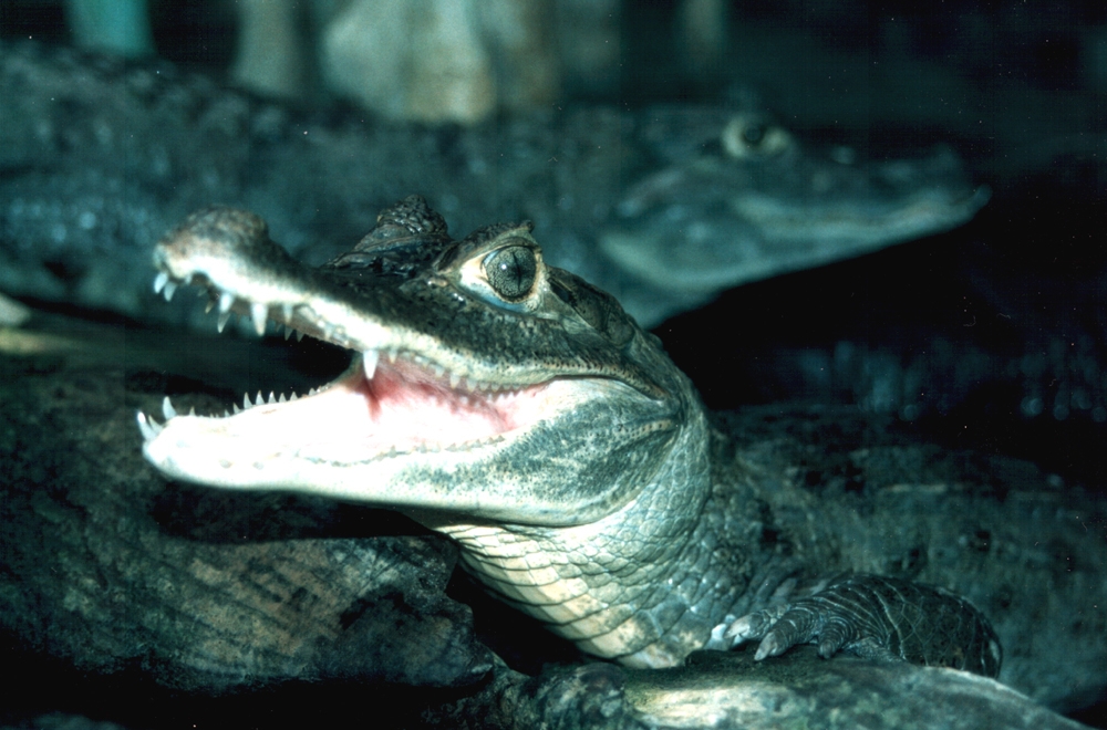 Casca de ovo de crocodilo pode ser  útil em tratamento dental